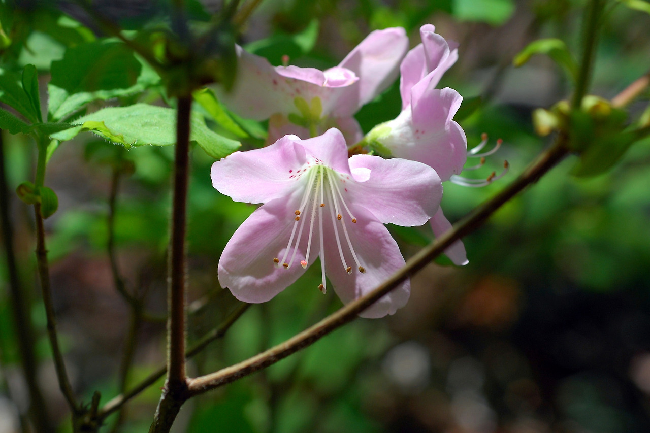 Rhododendron_schlippenbachii.jpg