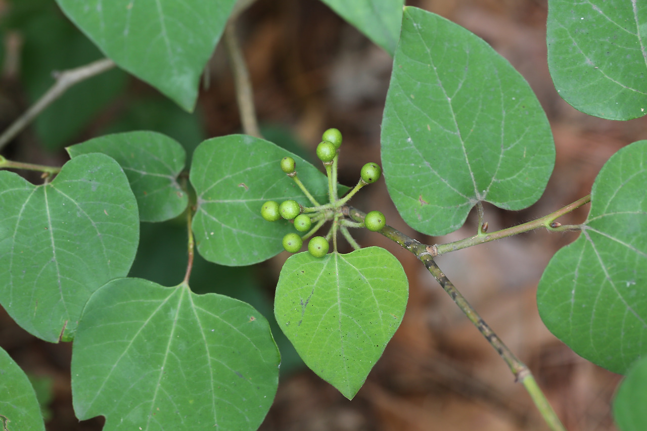 생강나무(Lindera obtusiloba Blume) (2).jpg