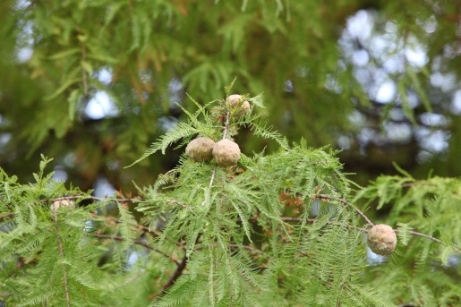 낙엽송 구과.jpg