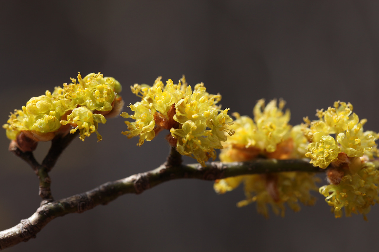 생강나무(Lindera obtusiloba Blume) (1).jpg