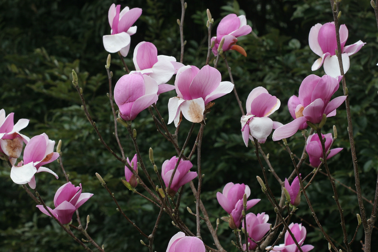 자목련(Magnolia liliflora Desr.).jpg