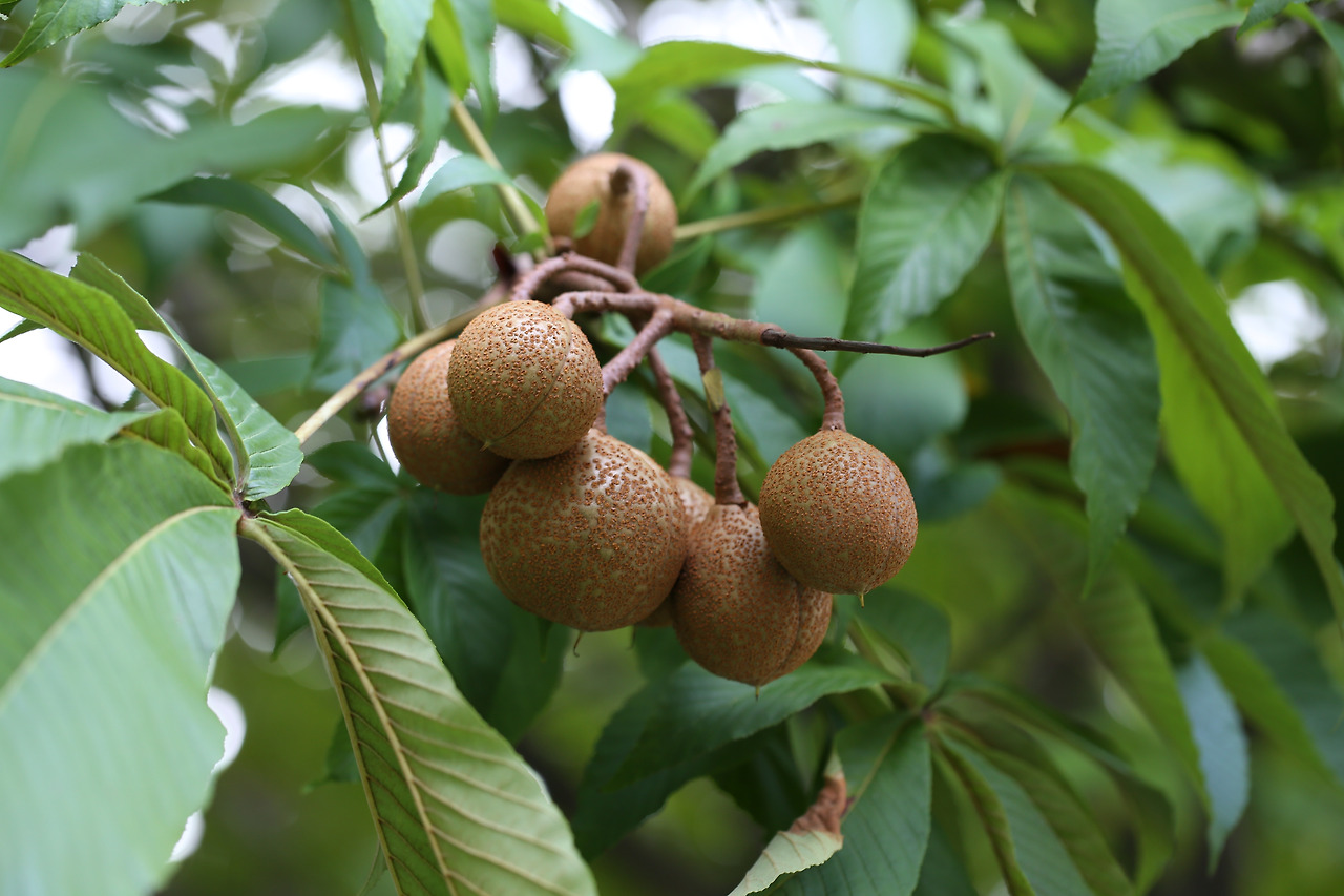 칠엽수 열매1.jpg