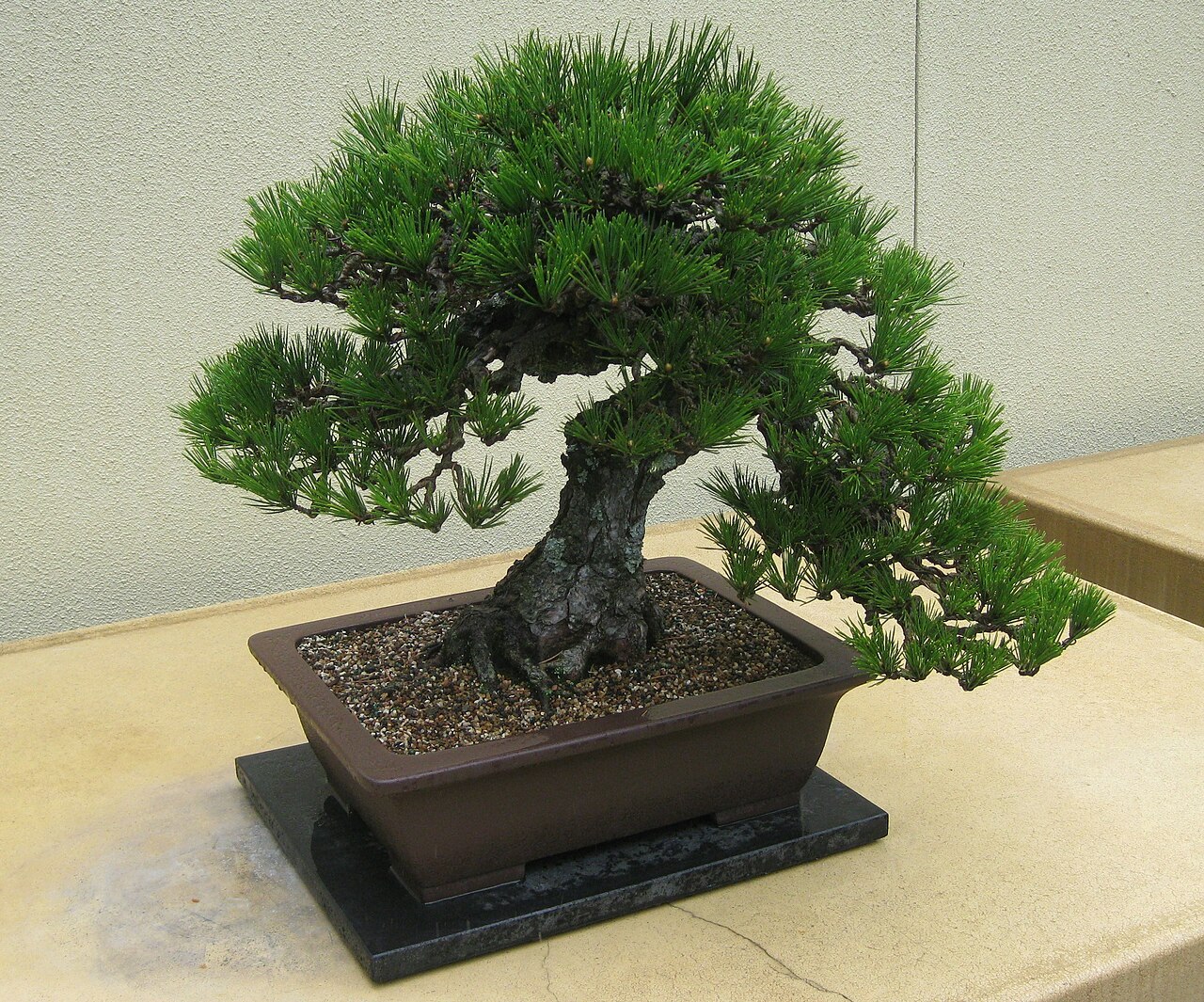 Pinus_thunbergii_Bonsai.jpg