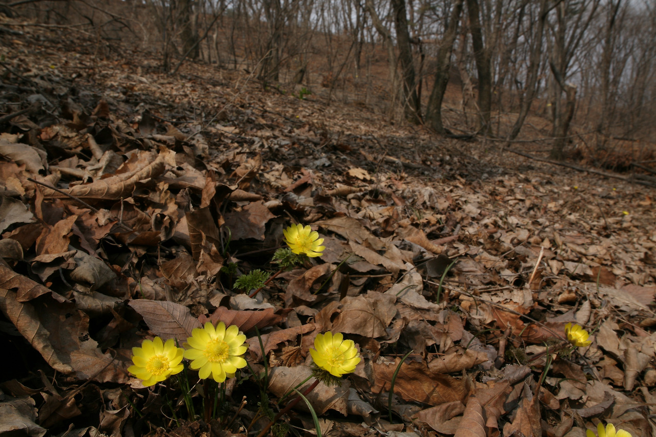 복수초(Adonis amurensis Regel & Radde).jpg