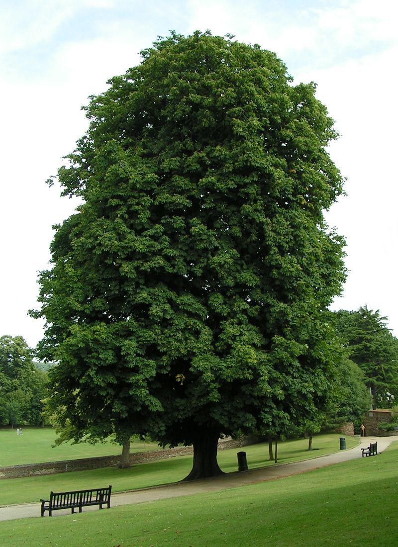 Horse-chestnut_800.jpg