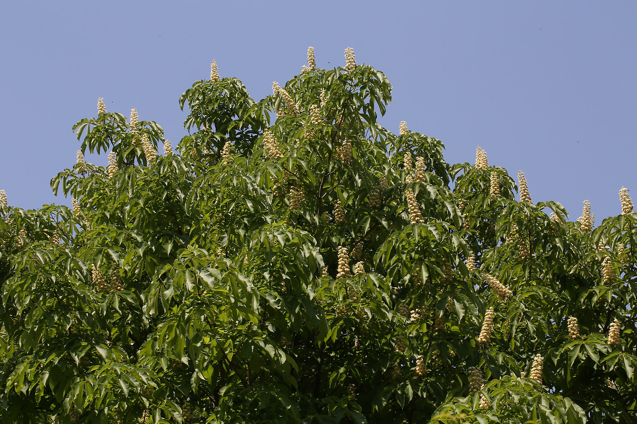 칠엽수 꼬초오옻.jpg