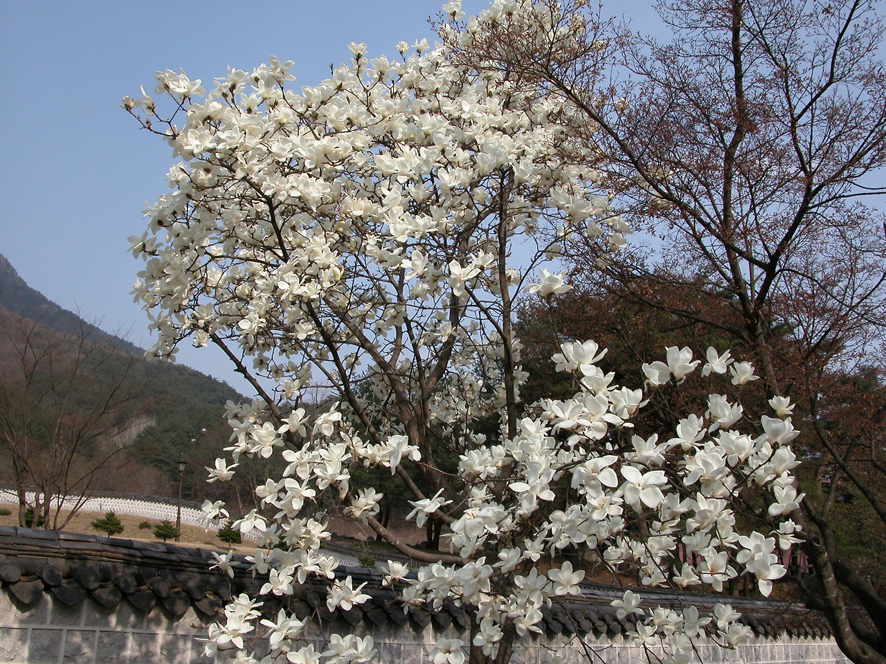 백목련(Magnolia heptapeta (Buc’hoz) Dandy) (2).jpg
