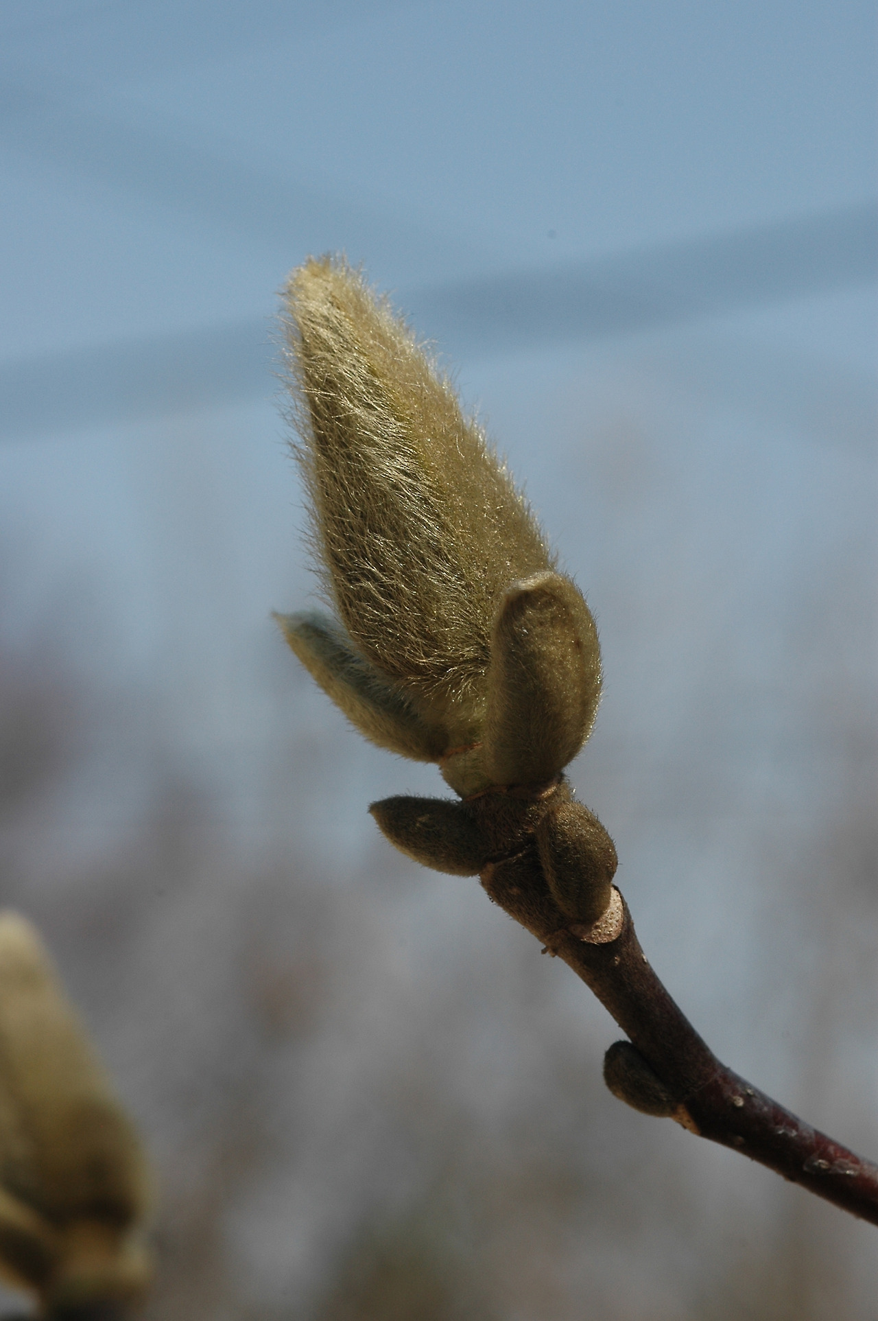 백목련(Magnolia heptapeta (Buc’hoz) Dandy) (1).jpg