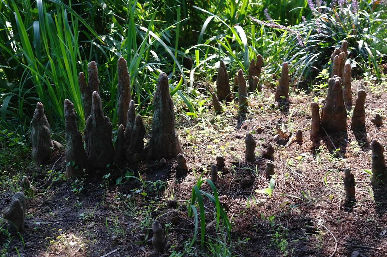 [생명의 색깔] 숨쉬는 뿌리 나우송.jpg