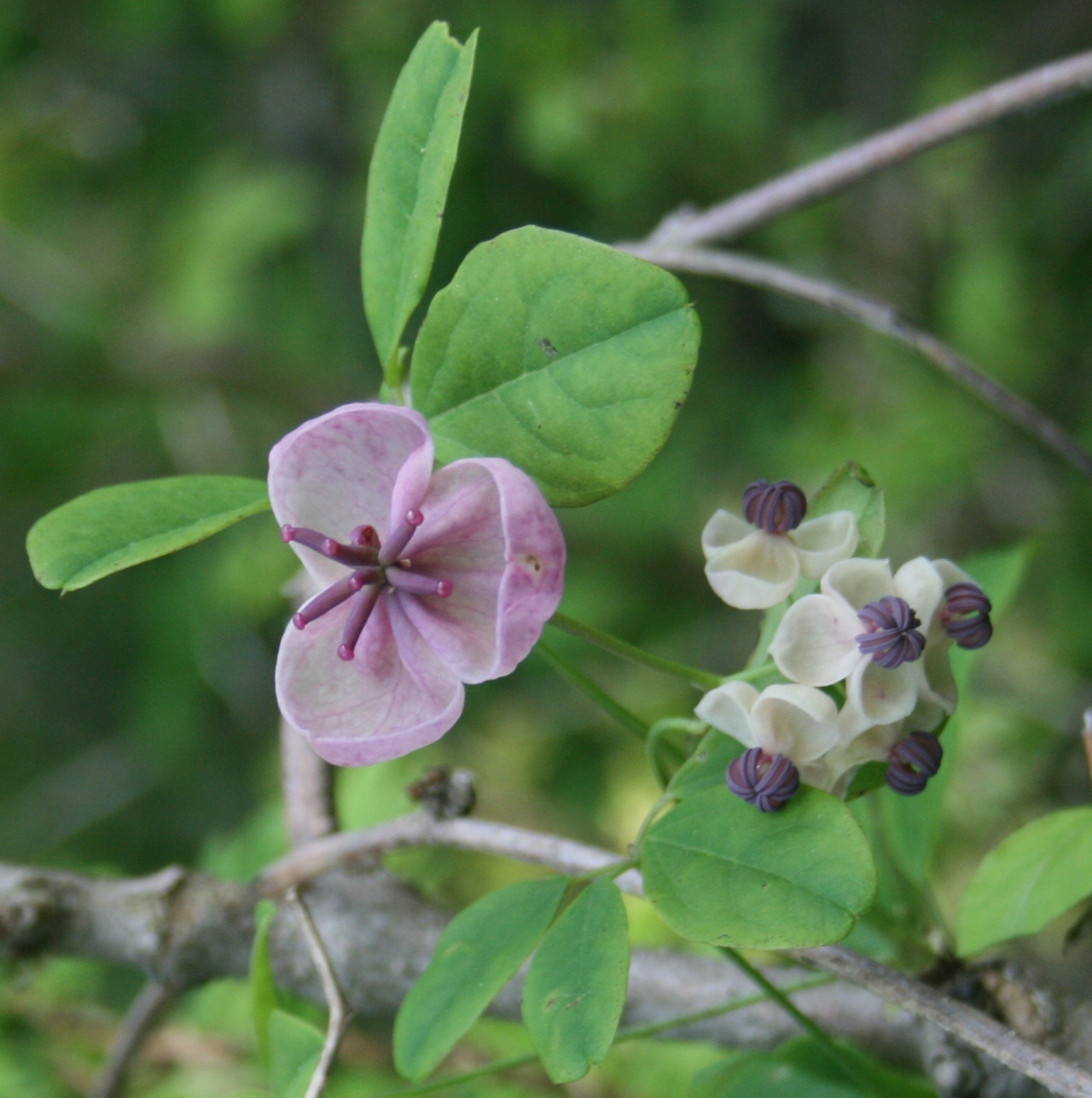 Akebia_quinata_in_Mount_Ibuki_2011-05-21.jpg
