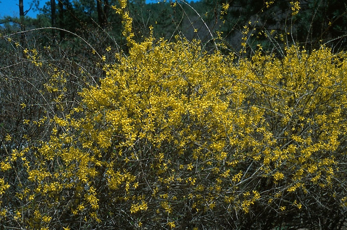 개나리(Forsythia koreana (Rehder) Nakai) (2).jpg