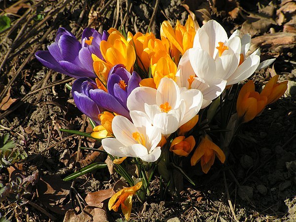Frühlingsblumen_Krokus.jpg