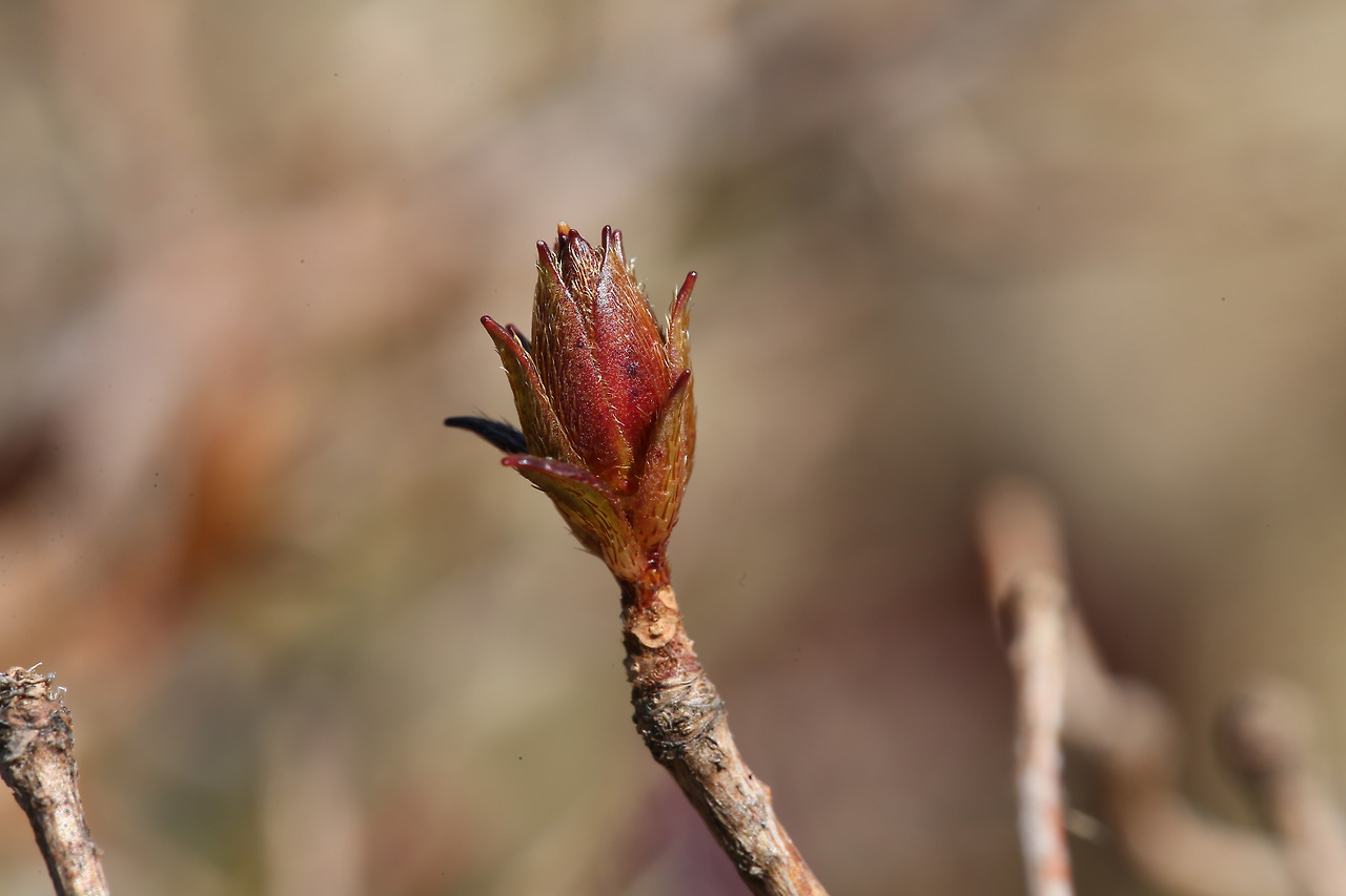 겨울눈 산철쭉.jpg