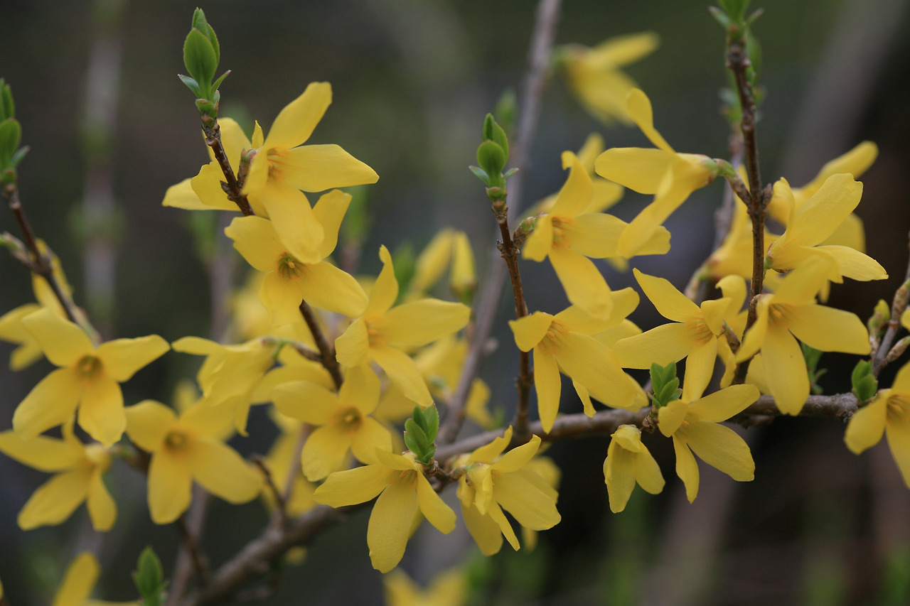 개나리(Forsythia koreana (Rehder) Nakai) (1).jpg
