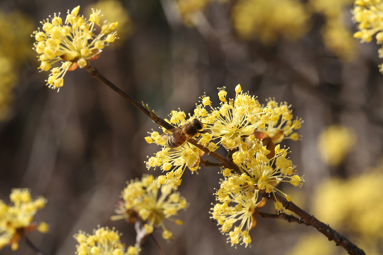 산수유(Cornus officinalis Siebold & Zucc.).jpg