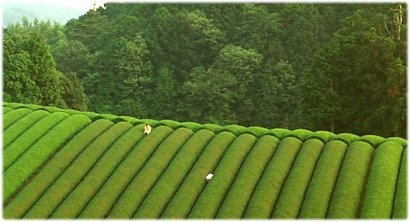 녹차밭2.jpg