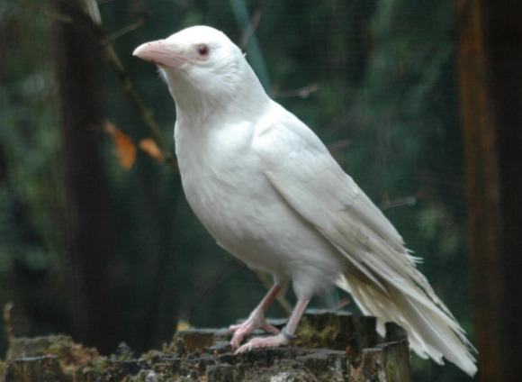 하얀 까마귀.jpg