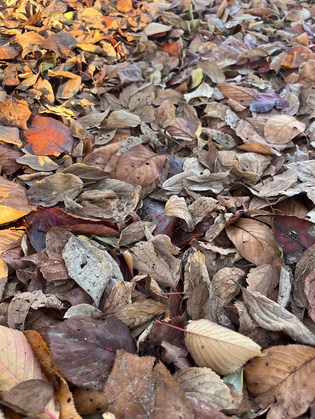 썩어가는 낙엽.jpg