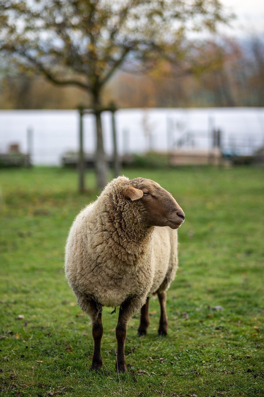 sheep-7624863_1280.jpg