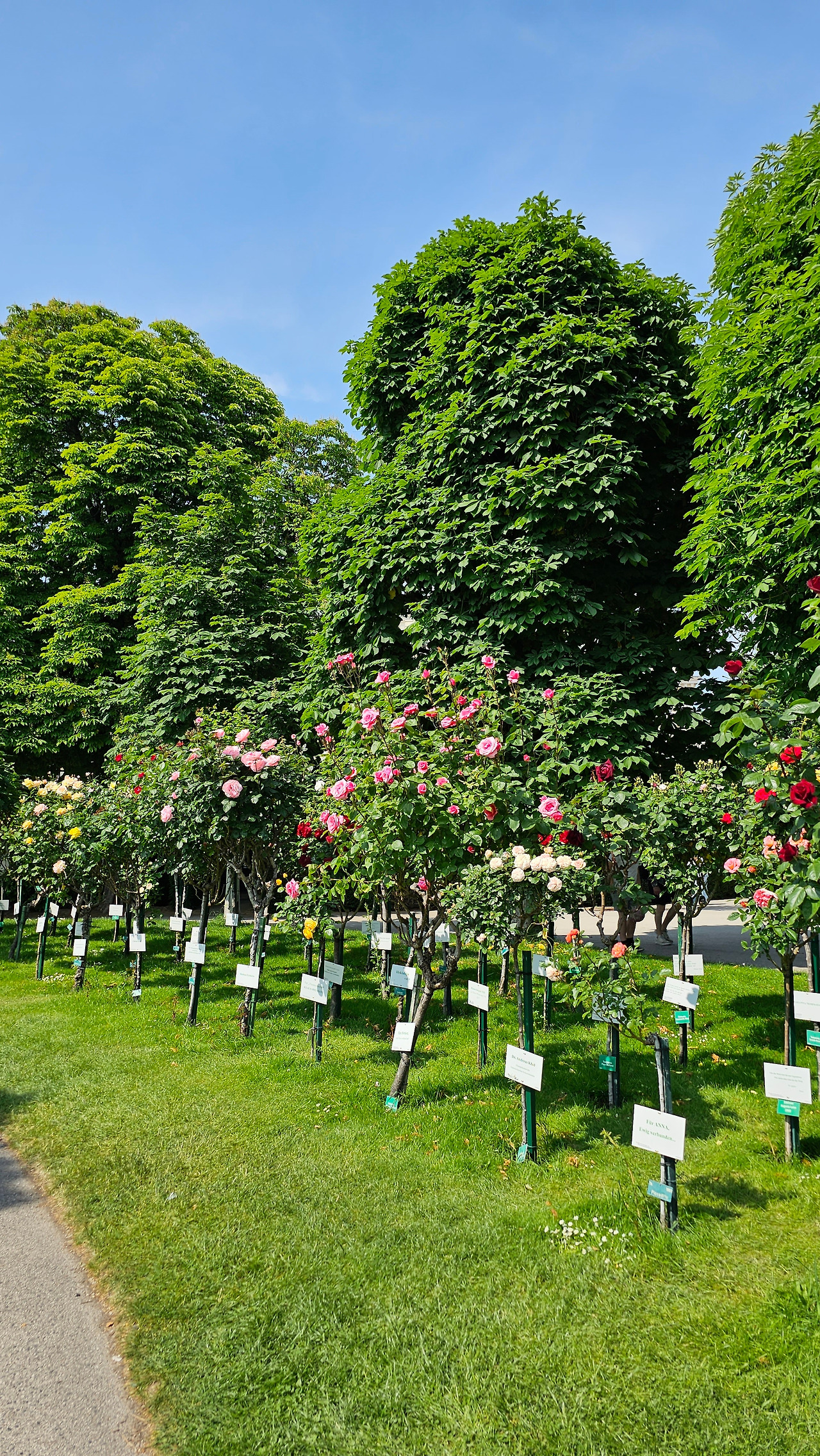 시민공원 장미나무 이름표2.jpg