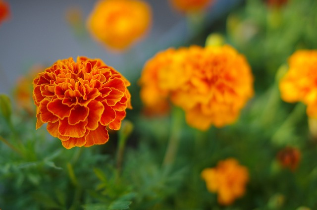 marigold-6497857_640.jpg