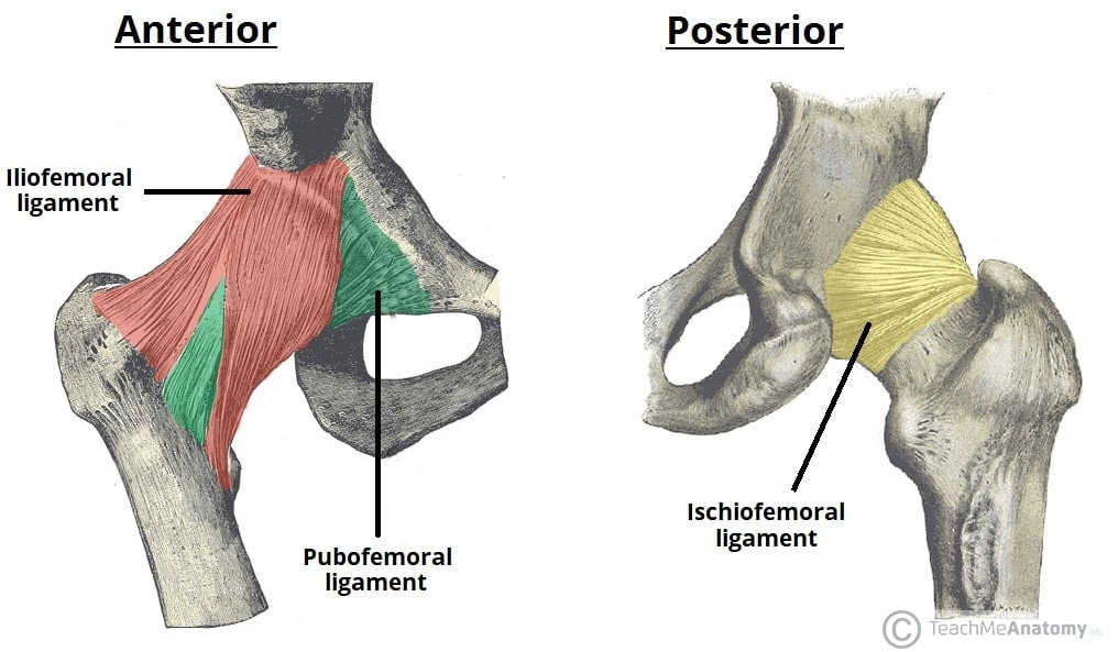 Extracapsular-Ligaments-of-the-Hip-Joint.-1.jpg