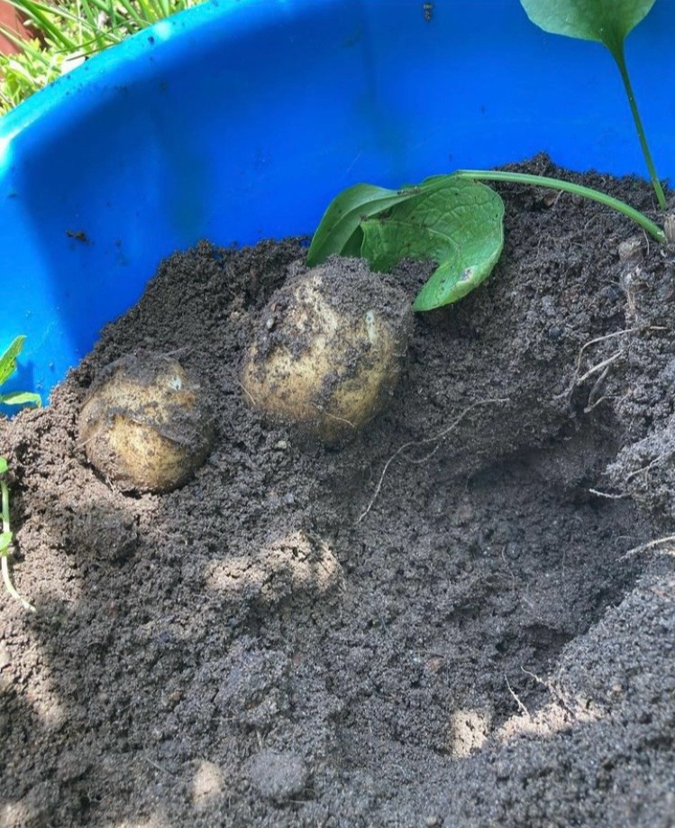 엄마의 텃밭 7.jpg