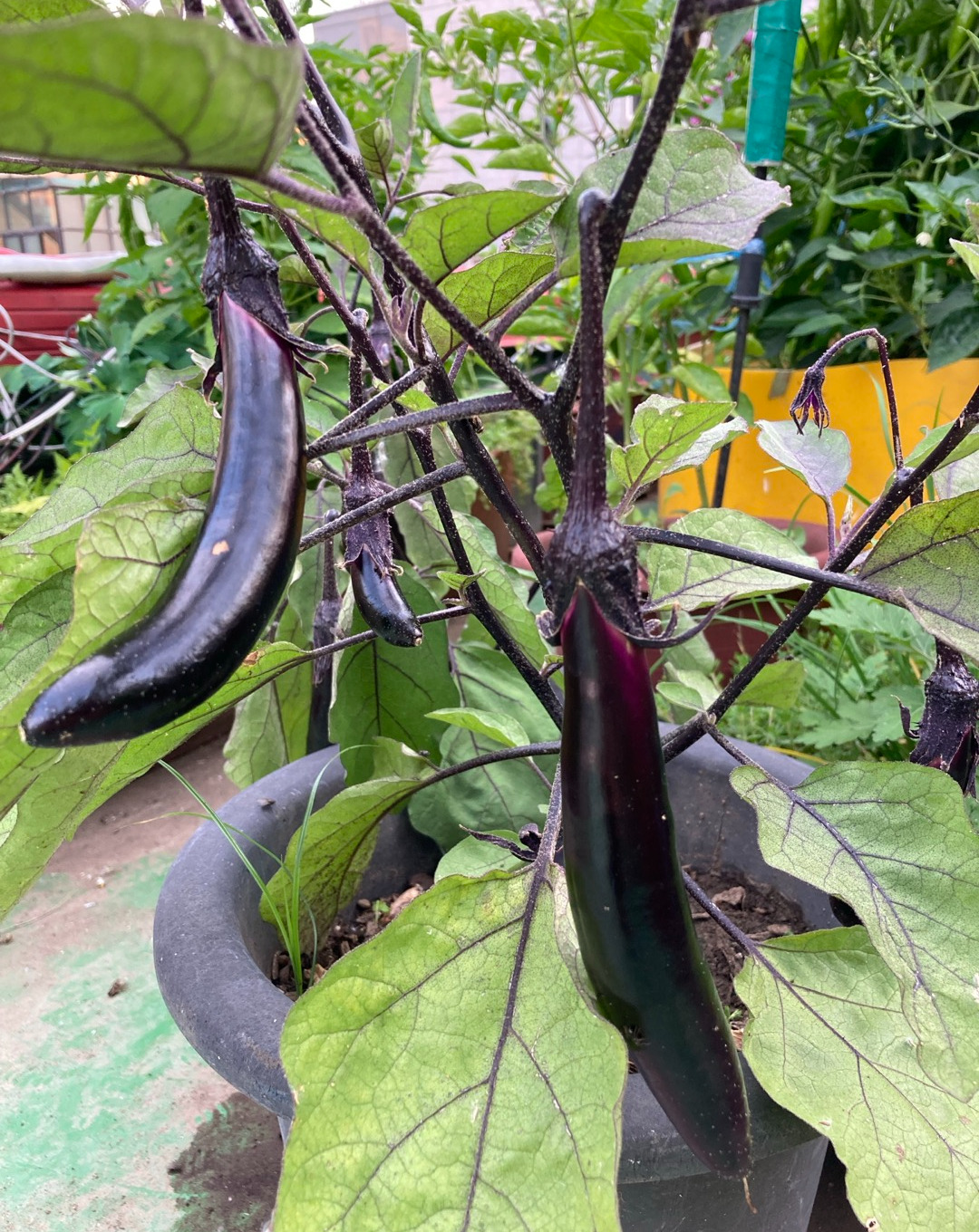 엄마의 텃밭 1.jpg