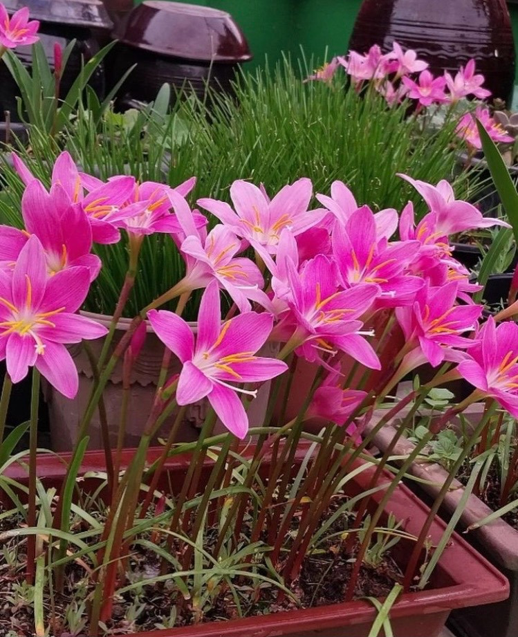 엄마의 텃밭 6.jpg