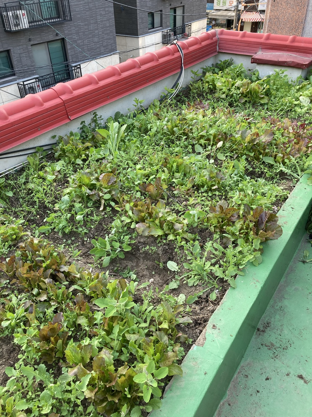 엄마의 텃밭 4.jpg