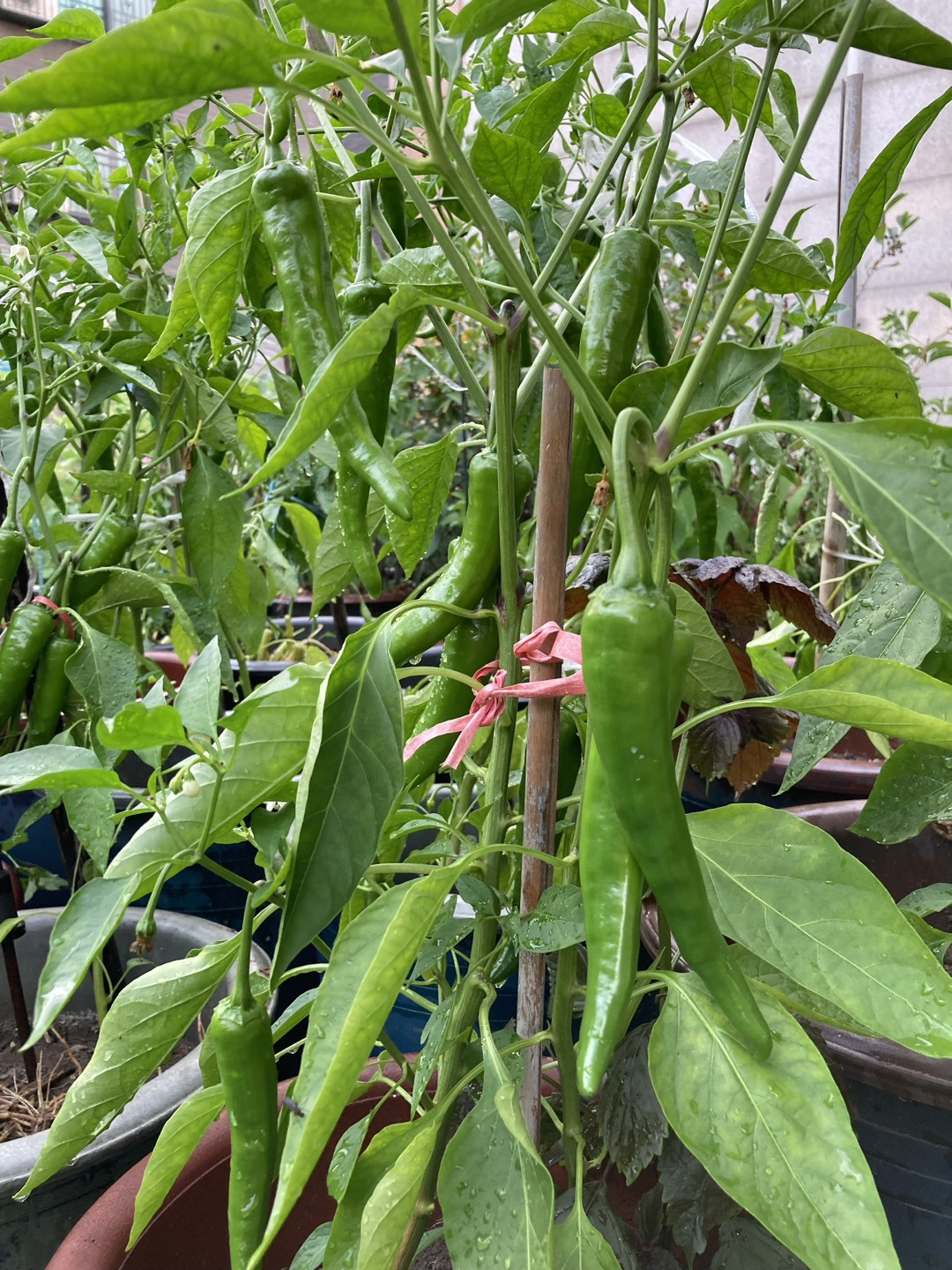 엄마의 텃밭 2.jpg