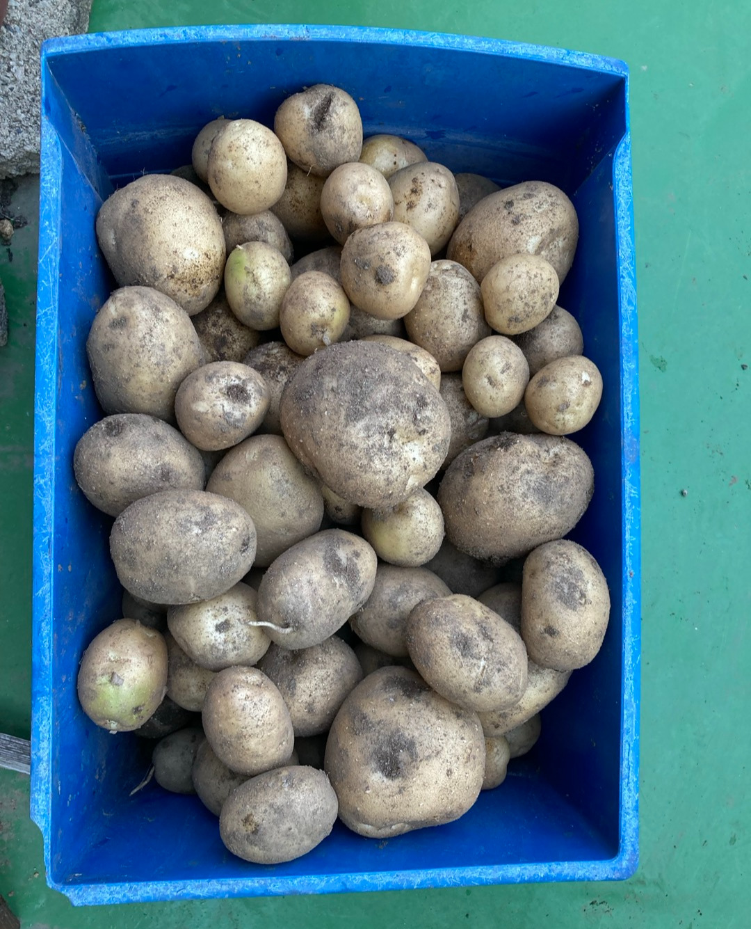 엄마의 텃밭 3.jpg