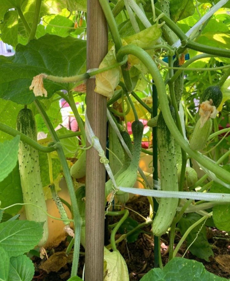 엄마의 텃밭 8.jpg