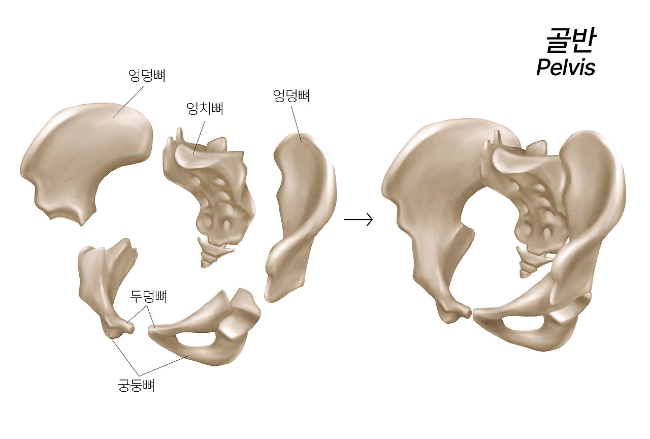 골반뼈구조.jpg