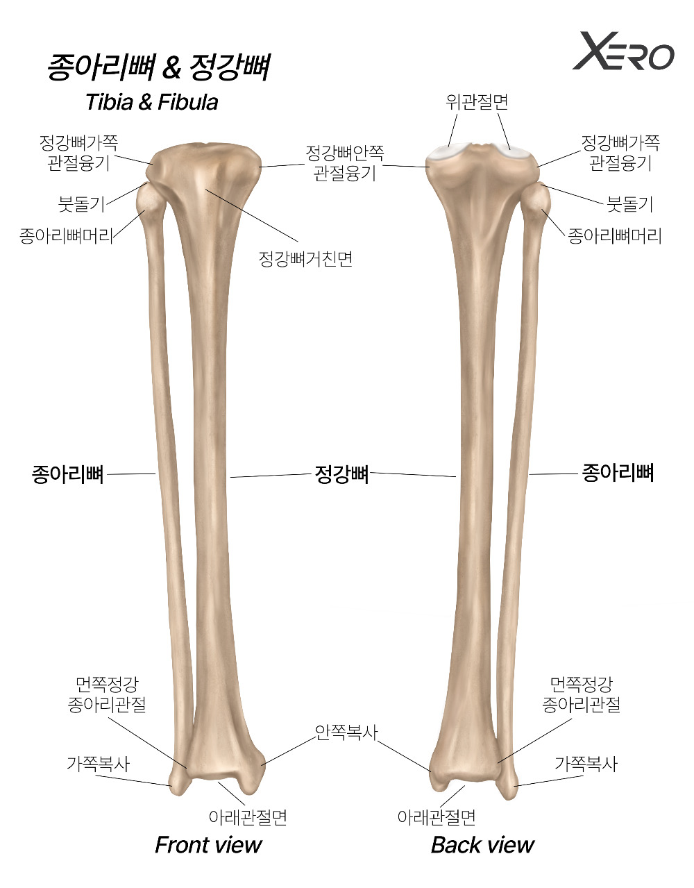 정강 종아리뼈.jpg
