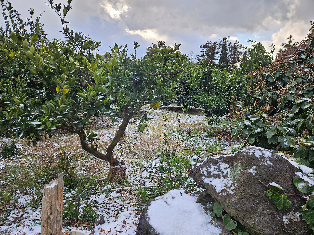 제주 귤밭.jpg