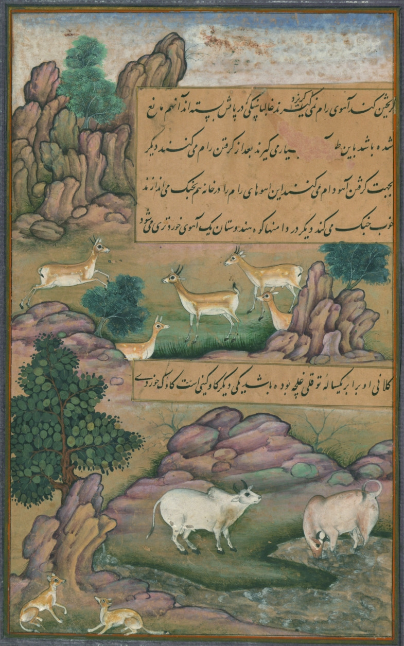 Animals_of_Hindustan_small_deer_and_cows_called_gīnī,_from_Illuminated_manuscript_Baburnama_(Memoirs_of_Babur).jpg