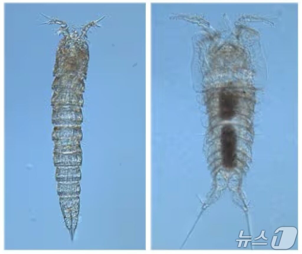 Discovery-Copepods-Dokdo-Waters-3-1024x863.jpg