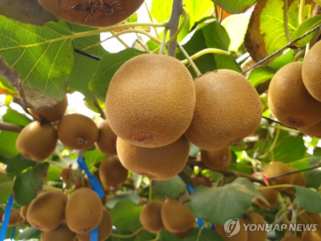 Korean-Kiwi-Exports2-1024x768.jpg