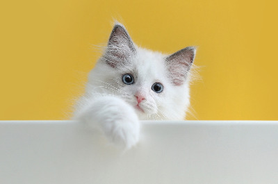 을사일주 남자.jpg