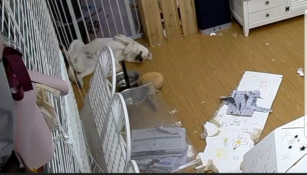 Screenshot_20181227-174854_GiGA IoT 홈캠.jpg