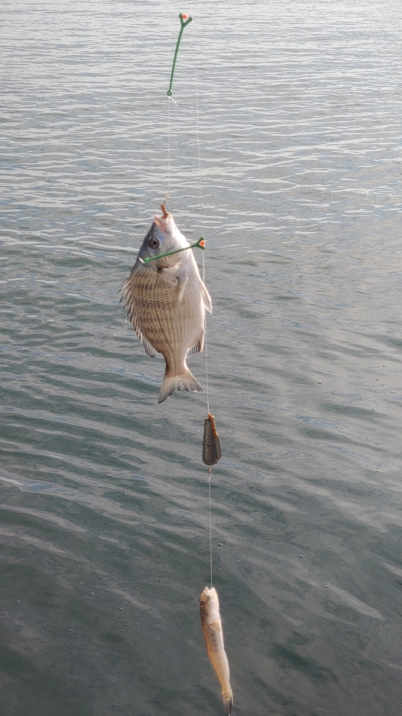 감성동과 망둥어.jpg