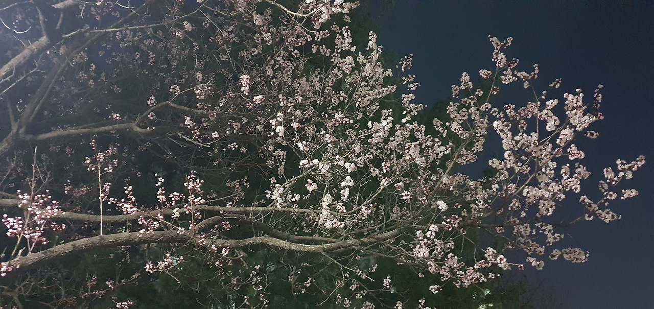 밤벚꽃_한.jpg