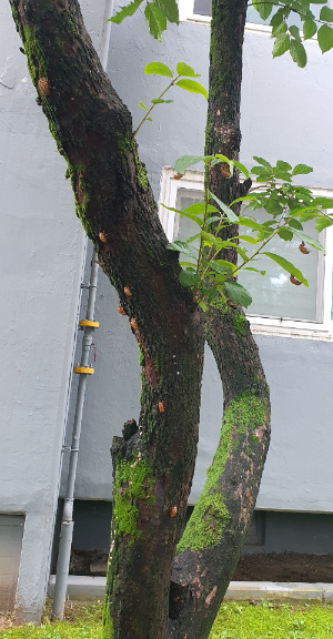 나무 매미껍질.jpg