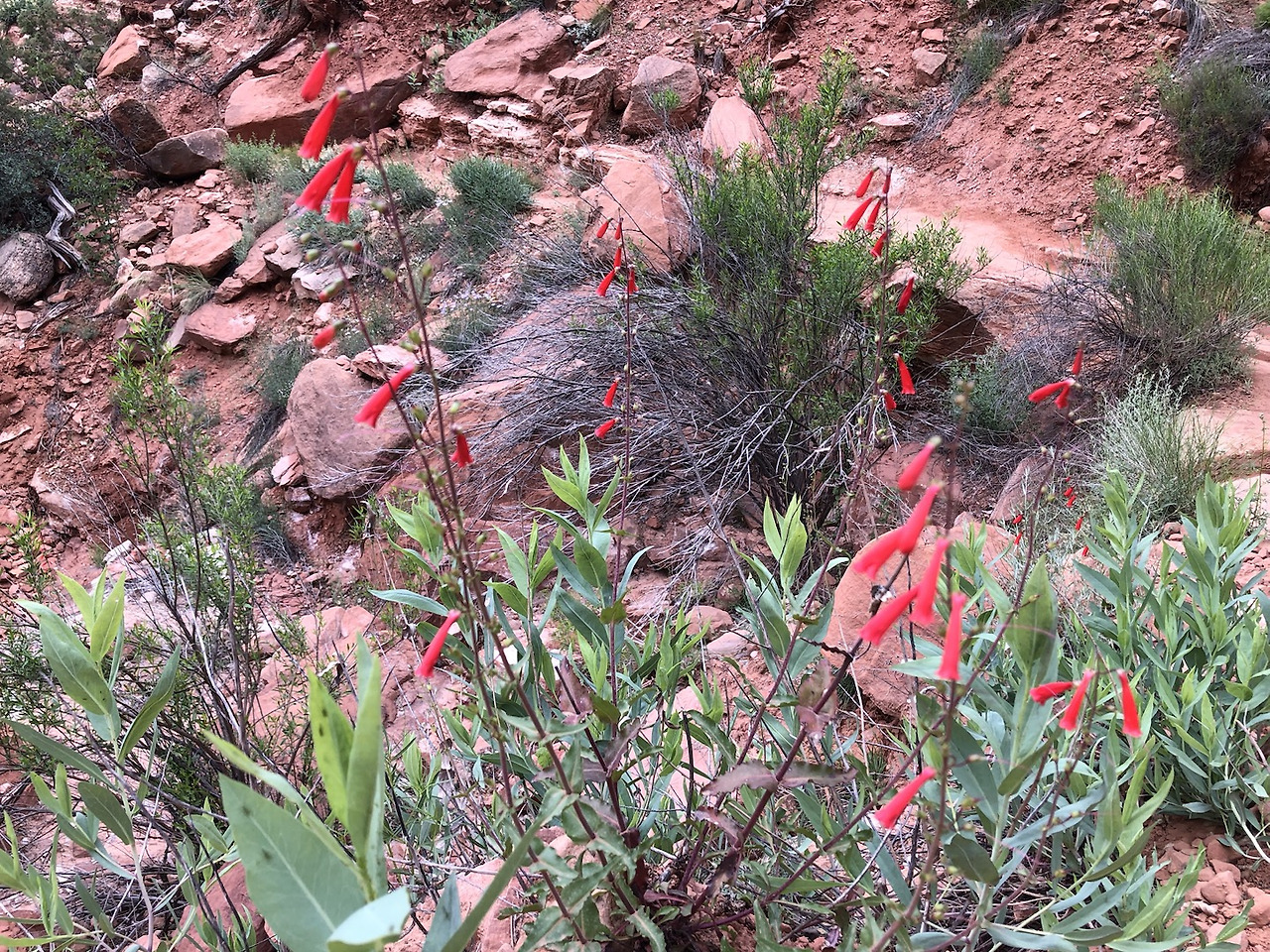 워치맨 트레일 꽃4.jpg