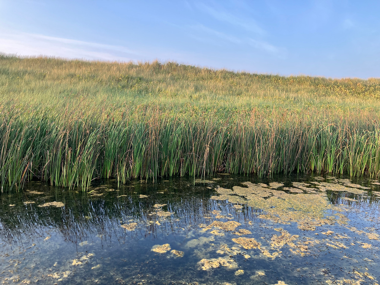 그린위치 트레일 늪지대.jpg