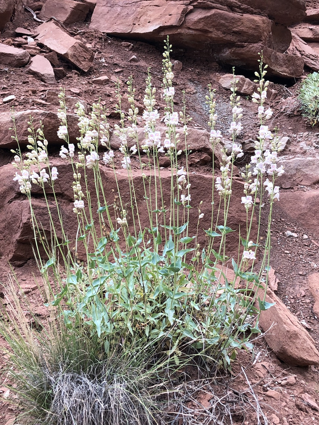 워치맨 트레일 꽃3.jpg