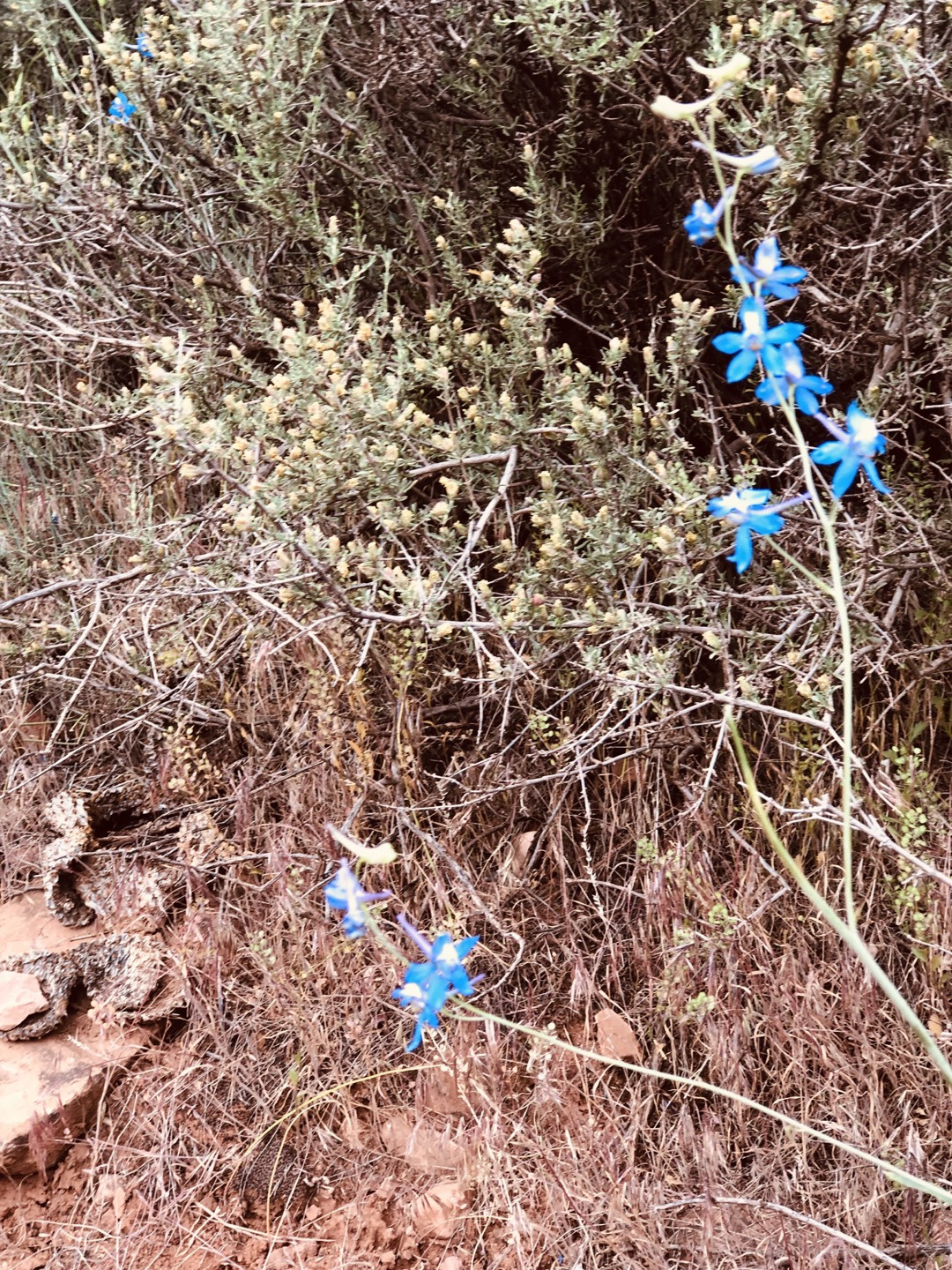 워치맨 트레일 꽃1.jpg