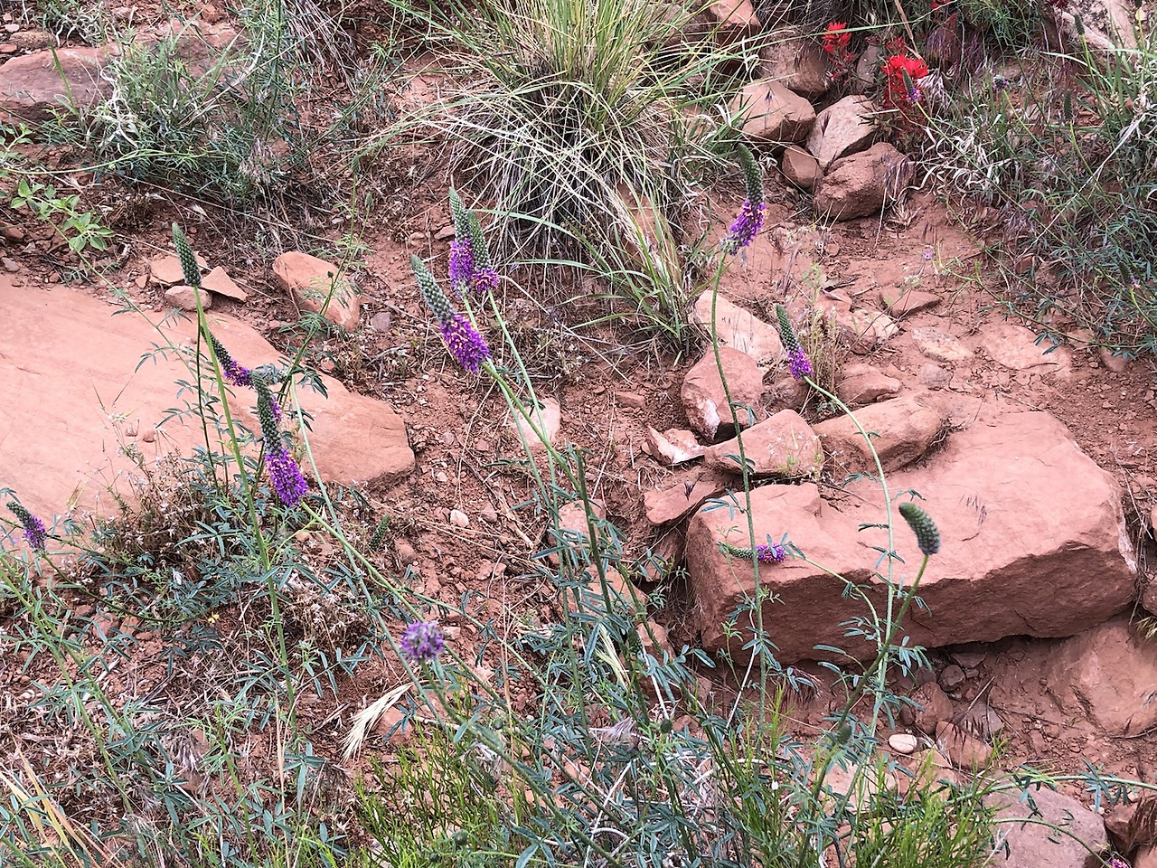 워치맨 트레일 꽃2.jpg