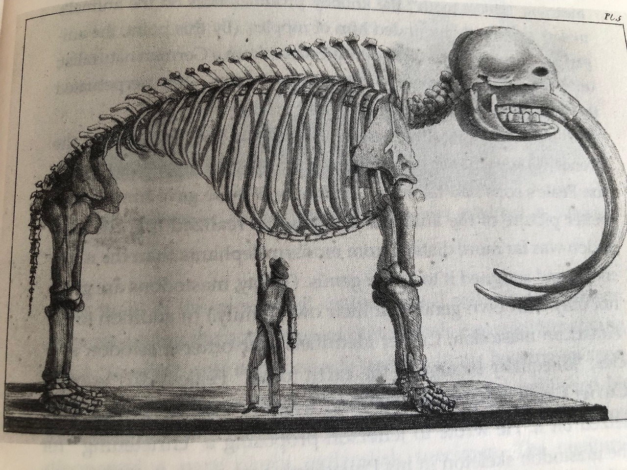 마스토돈 사진1.jpg